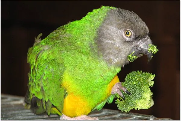 Loro verde comiendo brócoli