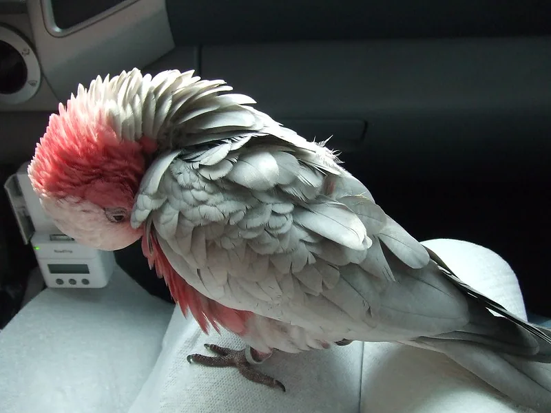 Cacatúa rosada acicalándose
