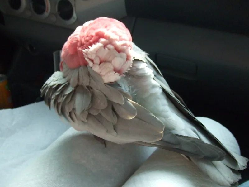 Cacatúa rosada con las plumas de la cresta erizadas