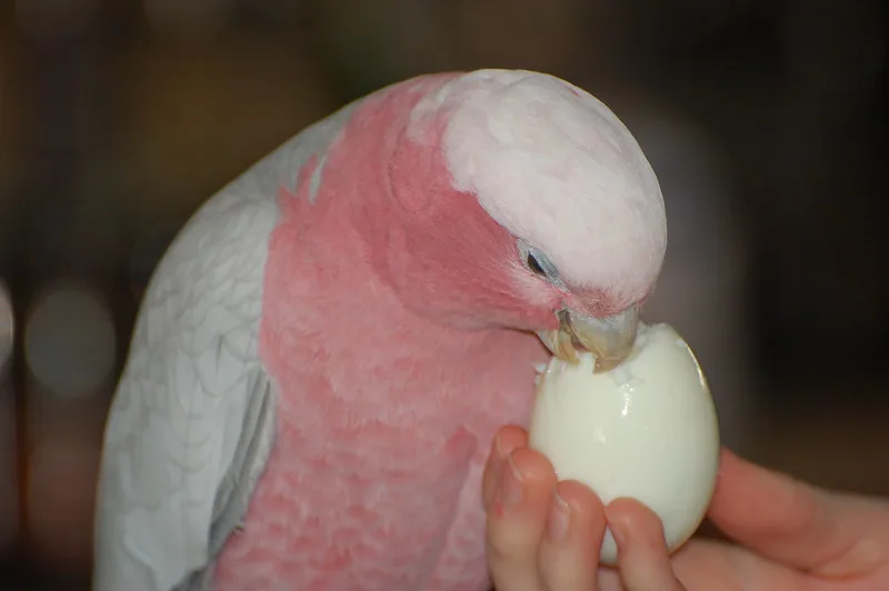 Cacatúa rosada alimentándose junto a una mano