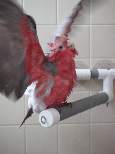 Cacatúa rosada abriendo las alas