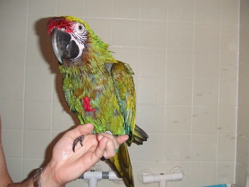 Guacamayo verde posado sobre una mano