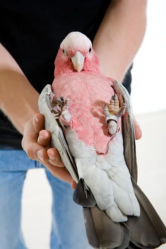 Cacatúa rosada sostenida con cuidado por una persona