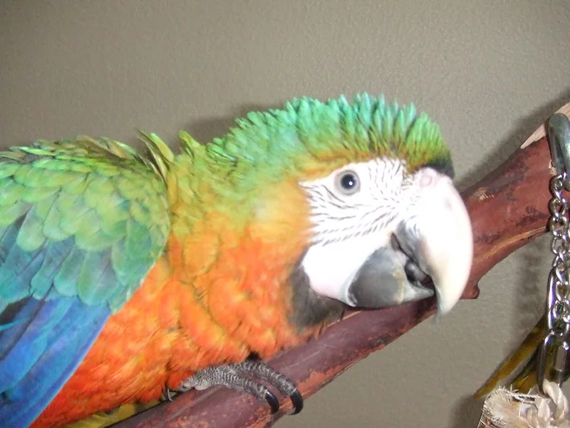 Primer plano de un guacamayo verde y azul