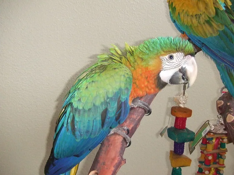 Guacamayo verde y azul posado junto a juguetes