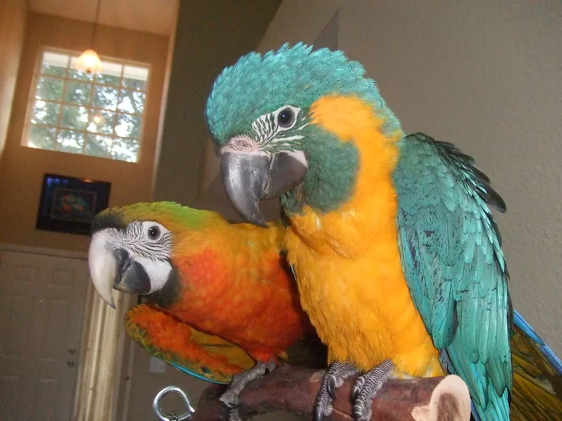 Dos guacamayos de colores posados juntos