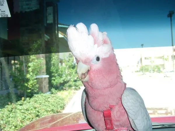 Cacatúa rosada con la cresta levantada al aire libre