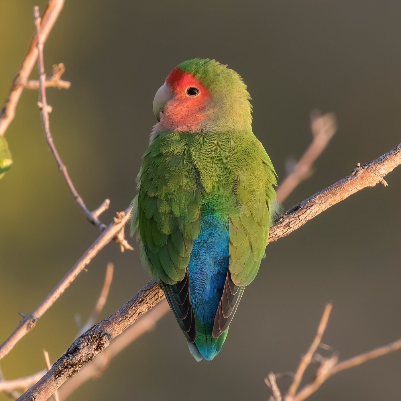 Agapornis (Agapornis spp.), imagen 2