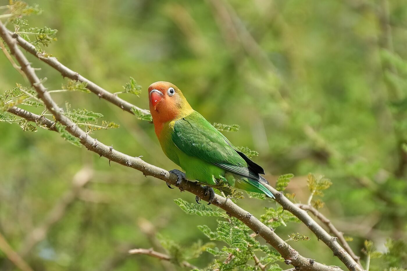Agapornis (Agapornis spp.), imagen 3