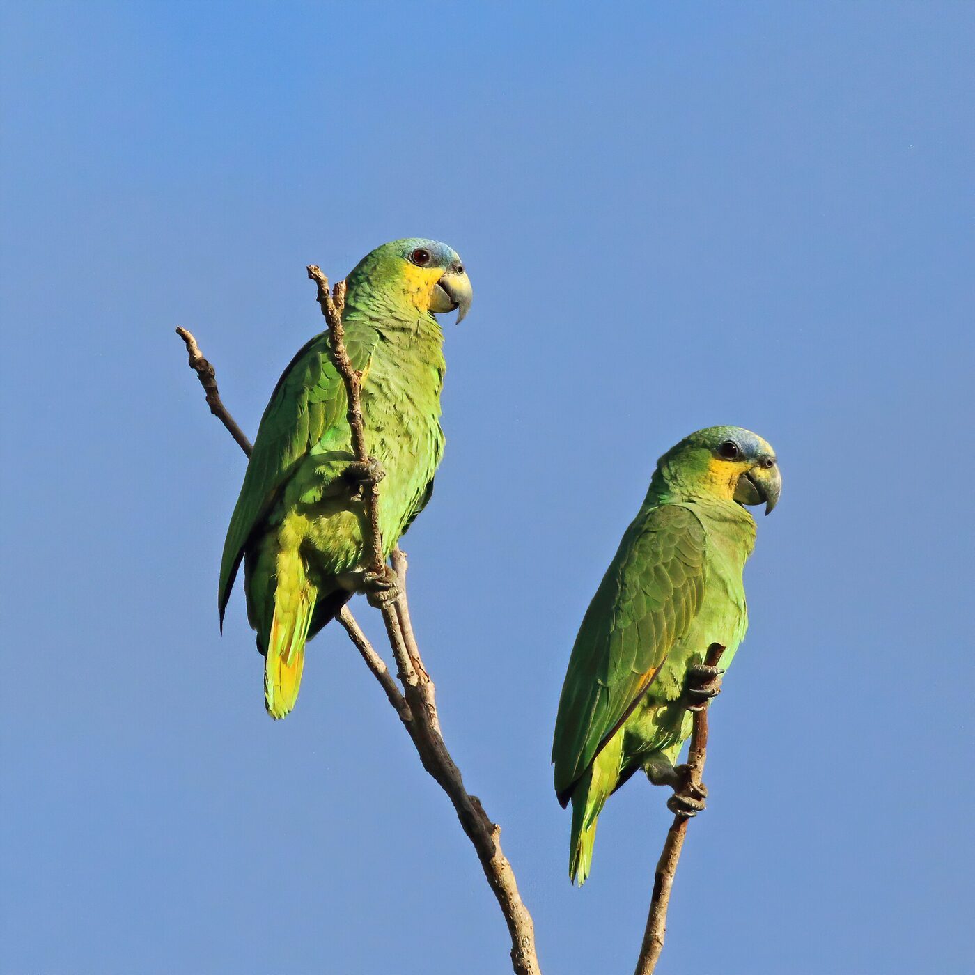 Amazona (Amazona spp.), imagen 2