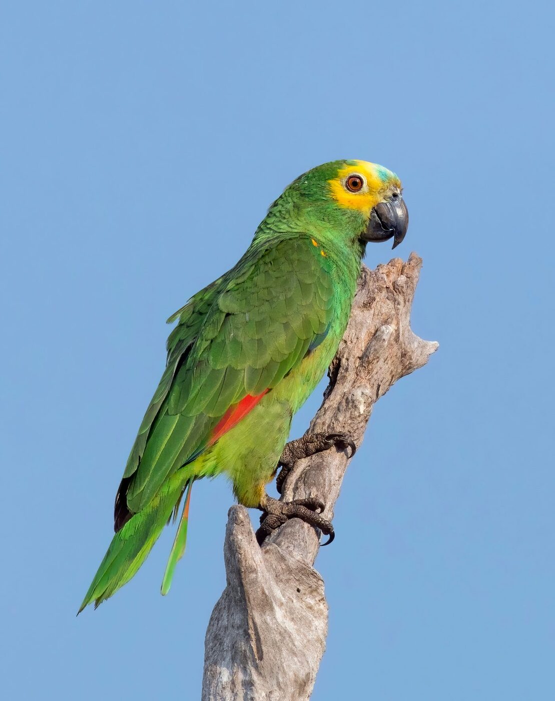 Amazona (Amazona spp.), imagen 3