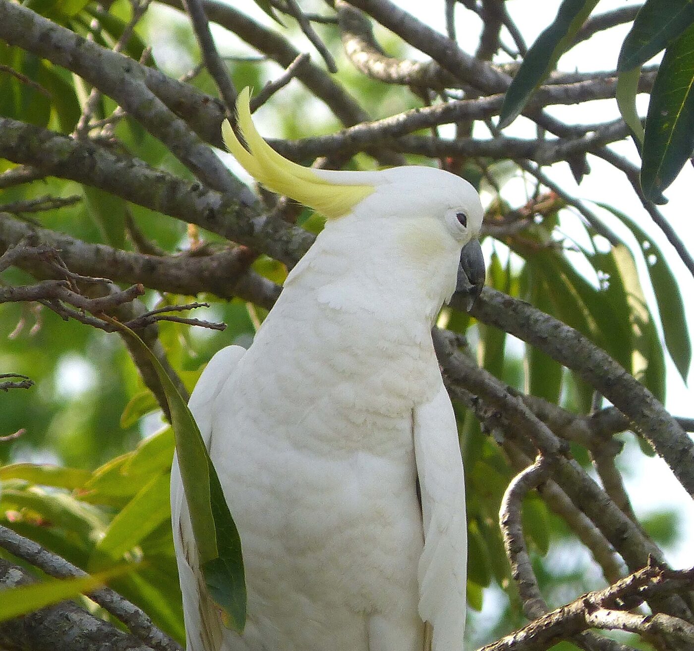 Cacatúa de cresta amarilla (Cacatua galerita), imagen 2