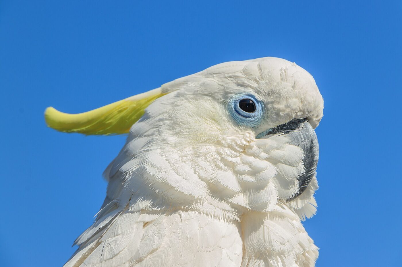 Cacatúa de cresta amarilla (Cacatua galerita), imagen 3