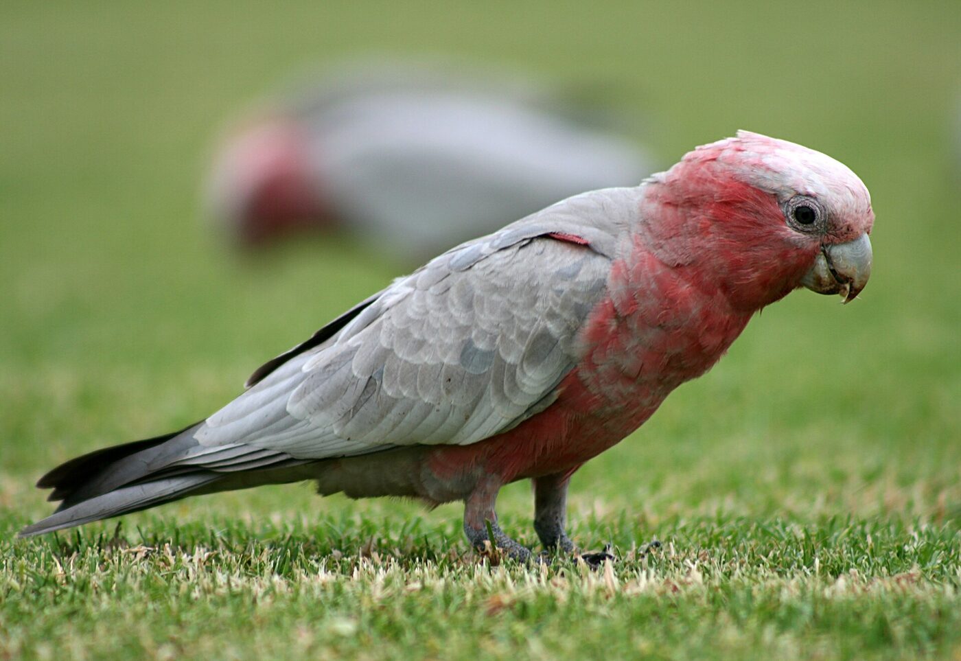 Cacatúa Galah de pecho rosado y dorso gris sobre una rama