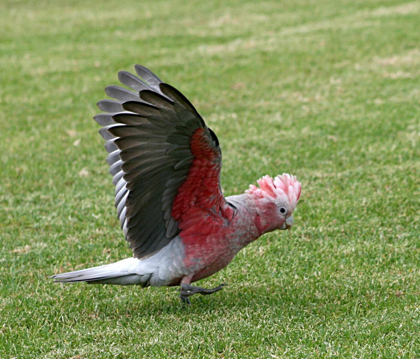 Cacatúa Galah (Eolophus roseicapilla), imagen 2