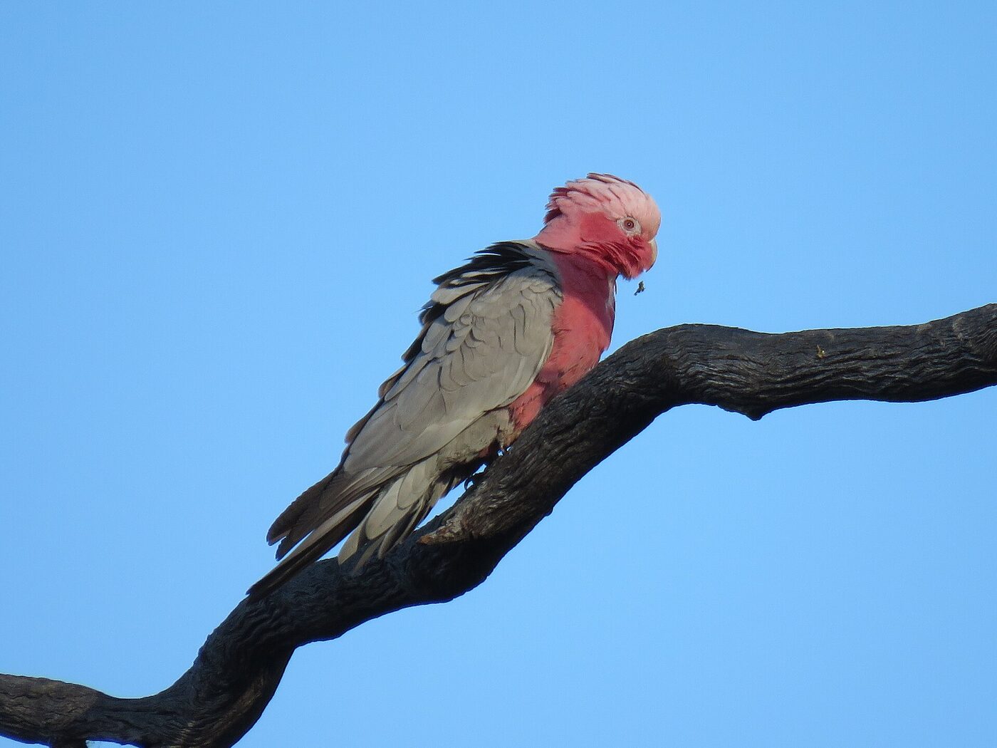 Cacatúa Galah (Eolophus roseicapilla), imagen 3