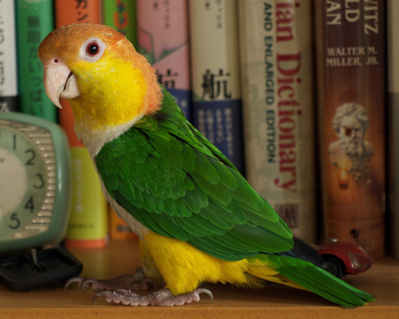 Caique de cabeza negra y pecho blanco sobre una rama