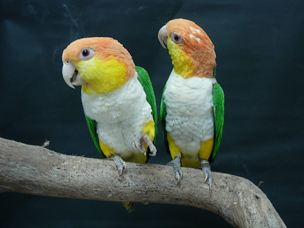 Caique (Pionites spp.), imagen 3