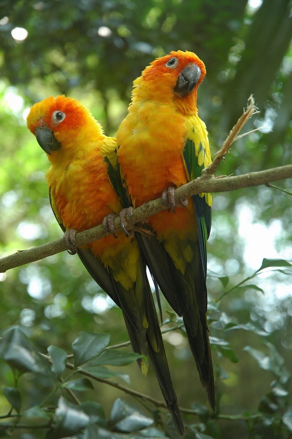 Conuro del sol de plumaje amarillo y naranja