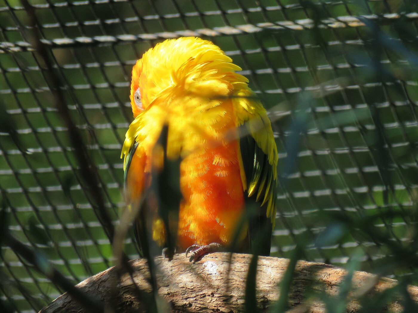 Conuro del sol (Aratinga solstitialis), imagen 3