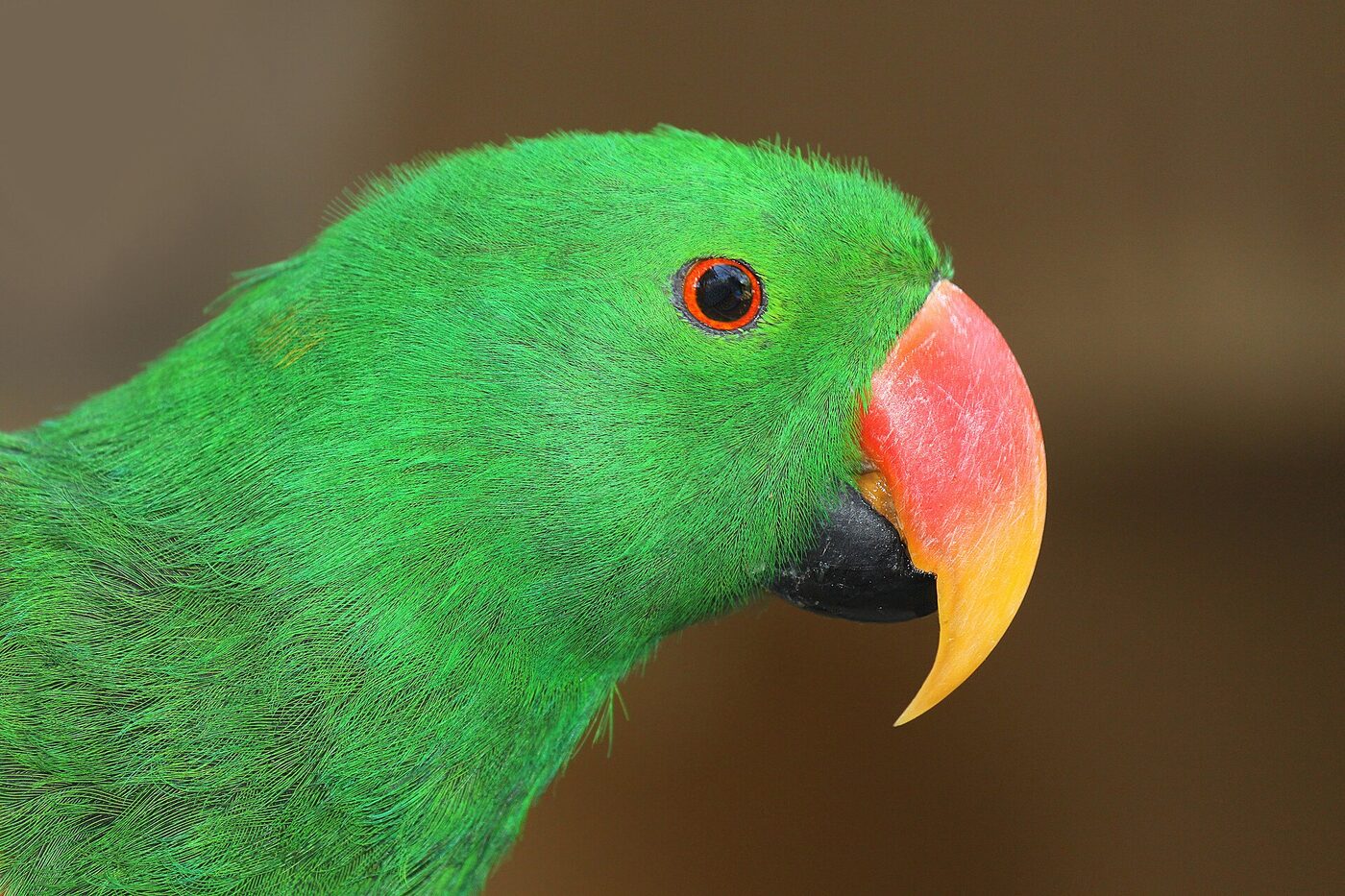 Loro eclectus macho de plumaje verde intenso