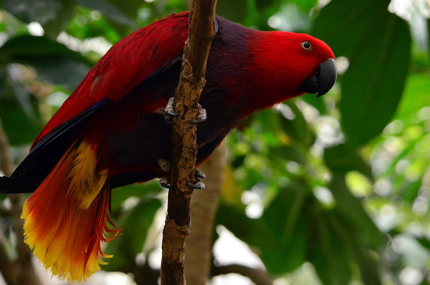 Eclectus (Eclectus roratus), imagen 2