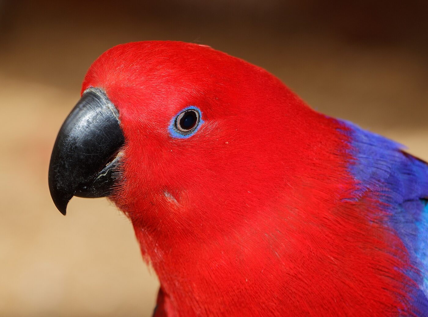 Eclectus (Eclectus roratus), imagen 3