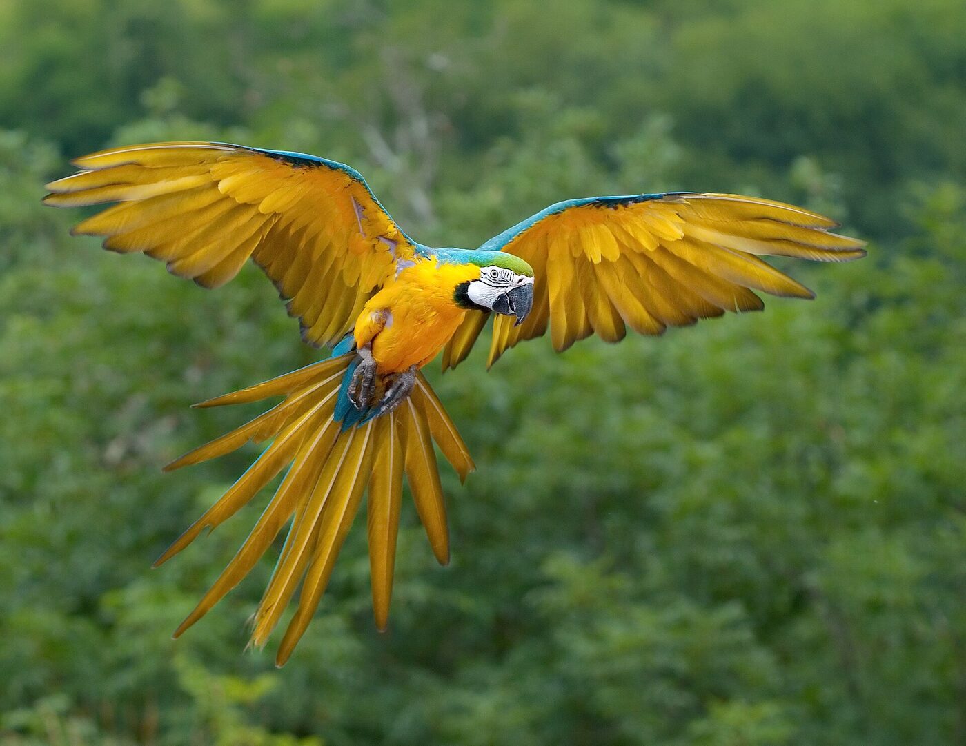 Guacamayo azul y amarillo (Ara ararauna) con las alas parcialmente extendidas