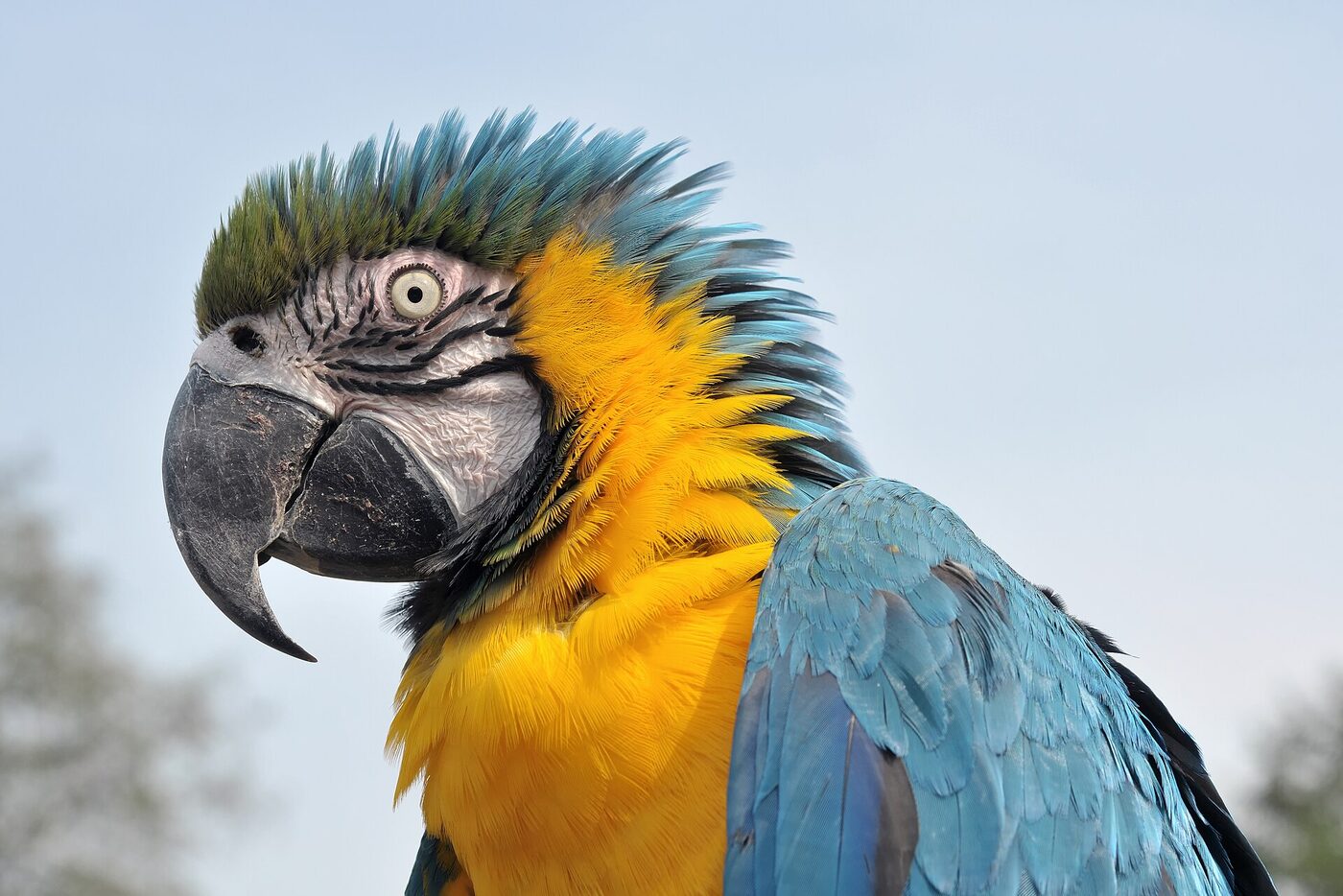 Guacamayo azul y amarillo (Ara ararauna), imagen 2