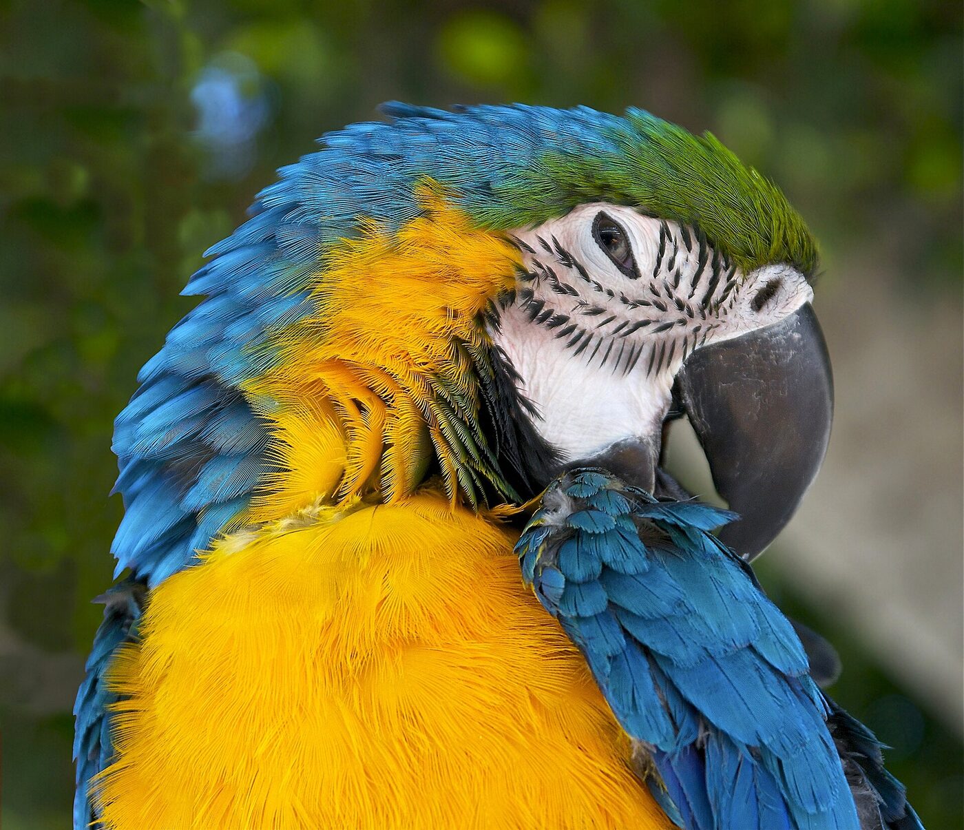 Guacamayo azul y amarillo (Ara ararauna), imagen 3