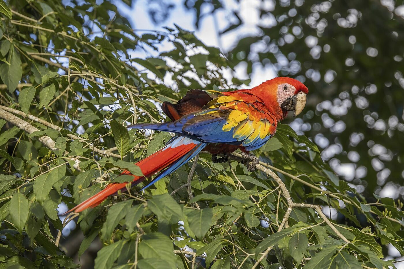 Guacamayo rojo (Ara macao) de plumaje escarlata posado en una rama