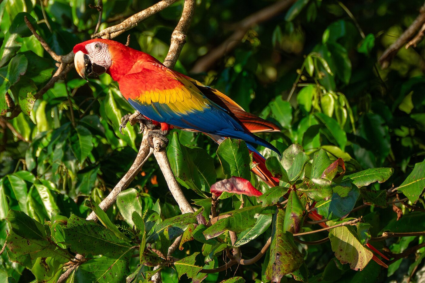 Guacamayo rojo (Ara macao), imagen 2