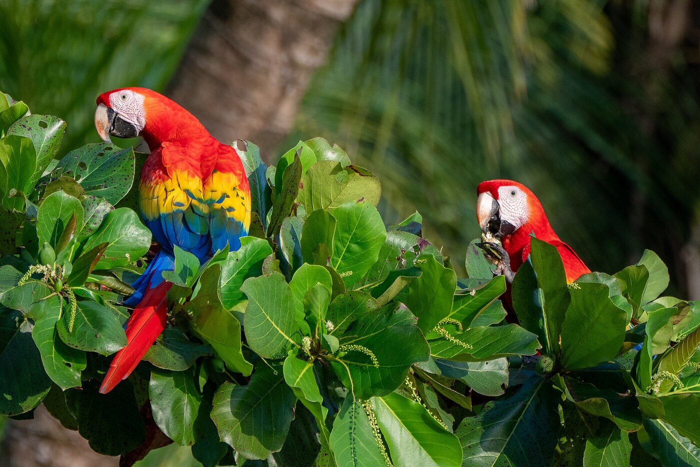 Guacamayo rojo (Ara macao), imagen 3