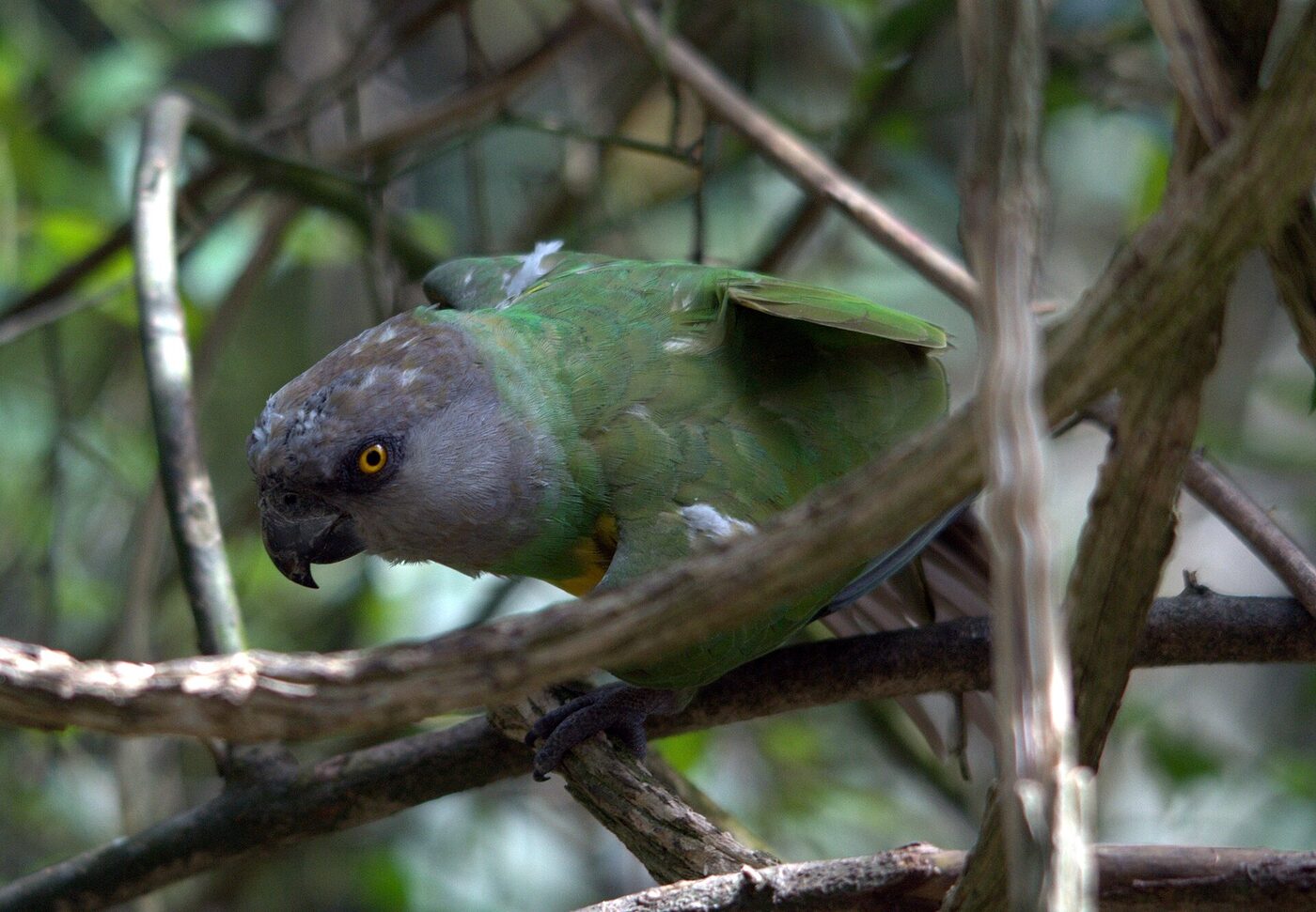 Loro Senegal de cabeza gris y vientre amarillo