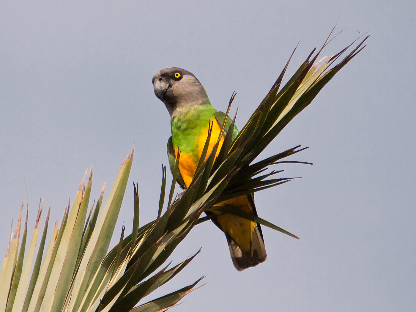 Loro Senegal (Poicephalus senegalus), imagen 2