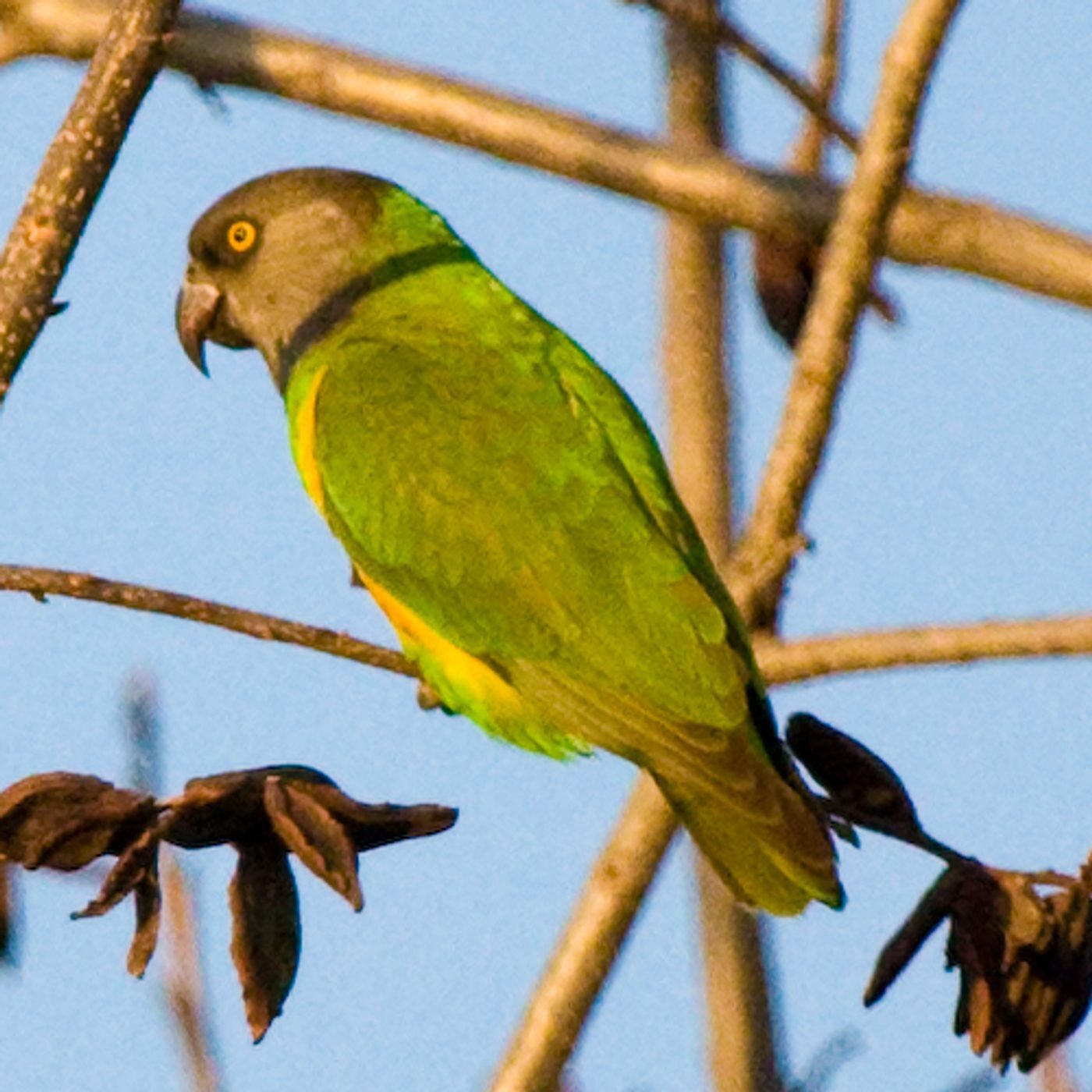 Loro Senegal (Poicephalus senegalus), imagen 3
