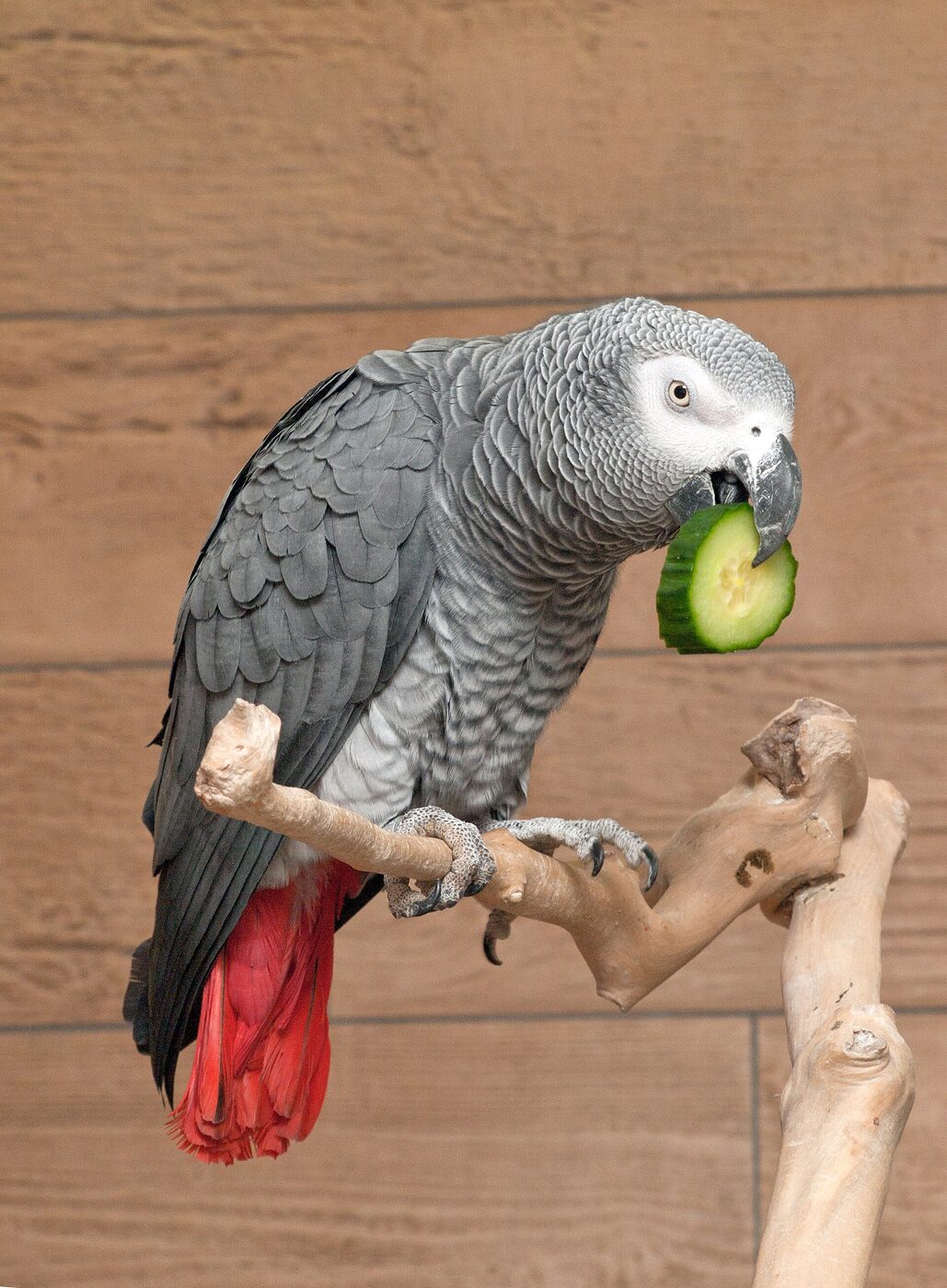 Yaco de cola roja (Psittacus erithacus), imagen 3